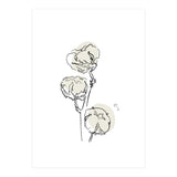 Cotton (Print Only) thumbnail