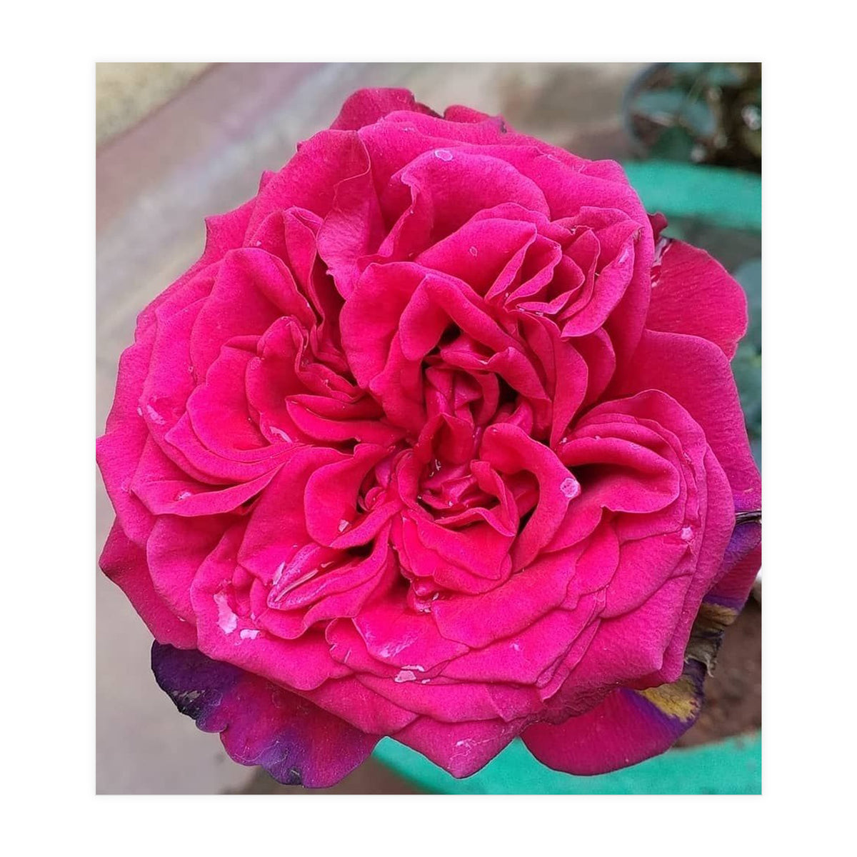 Beautiful Fragrant Rose (Print Only)