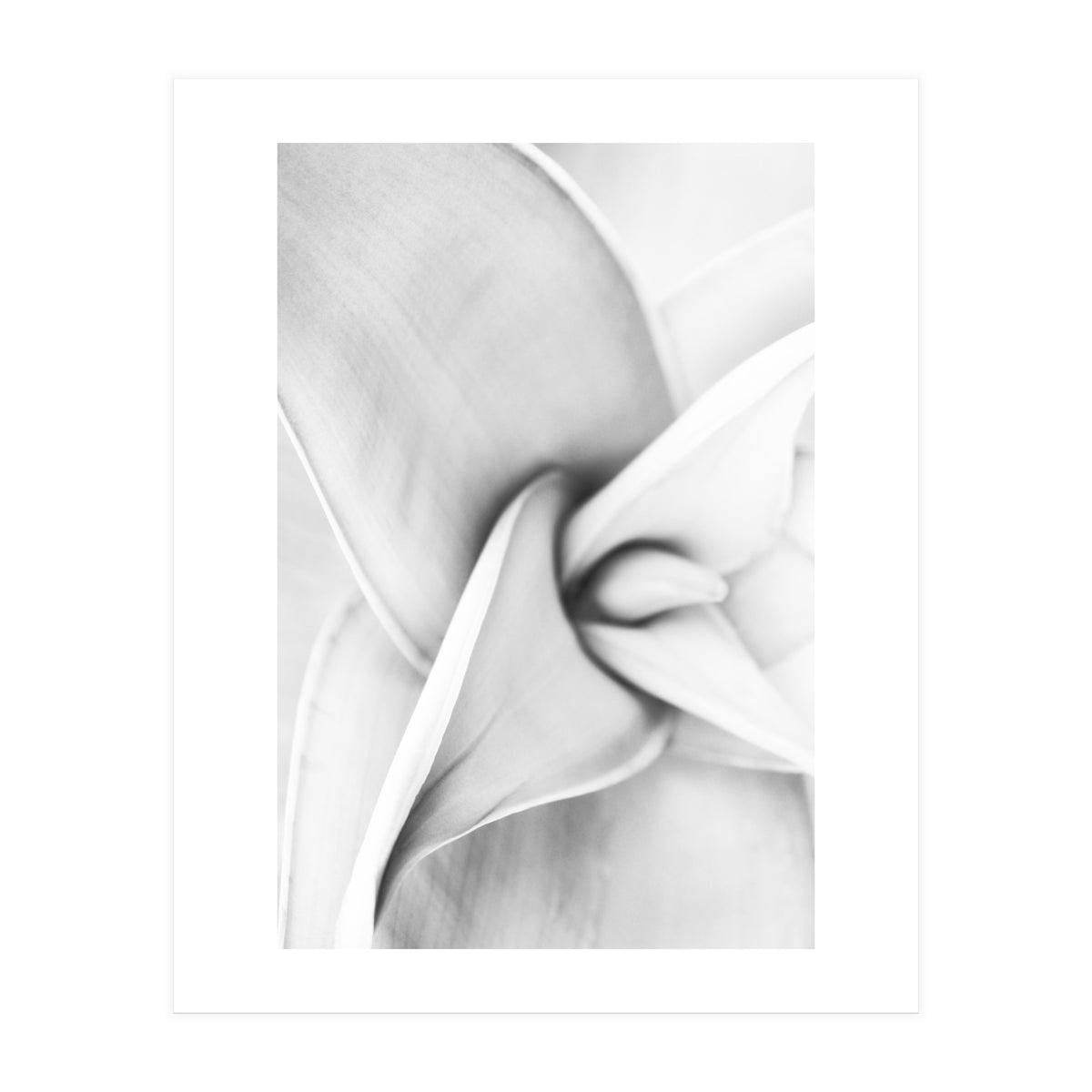 Agave plant (Print Only)