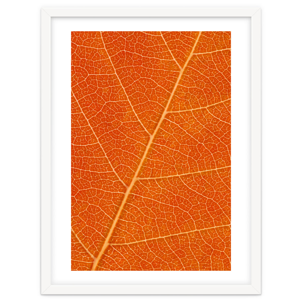 Autumn Leaf