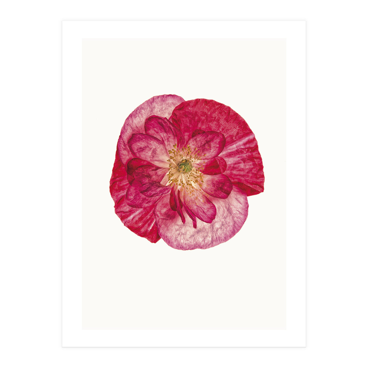 Cc Poppy 02 (Print Only)