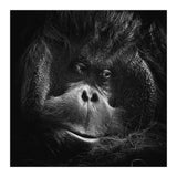 Orang-Utang (Print Only) thumbnail