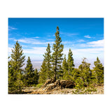 Pine Mountain (Print Only) thumbnail