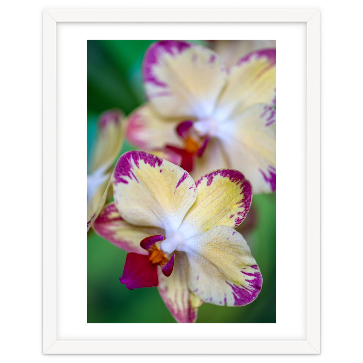 Orchidee Phalleanopsis