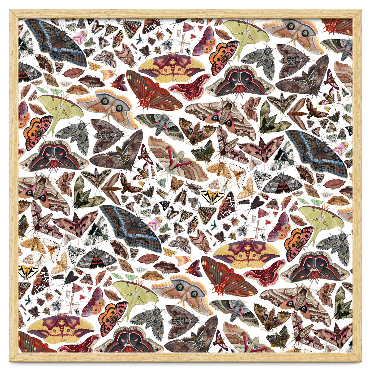 Moths of North America Pattern