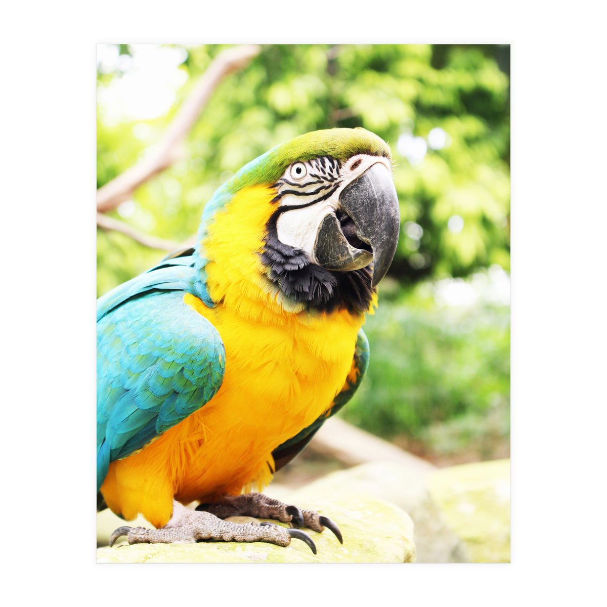 Parrot (Print Only)
