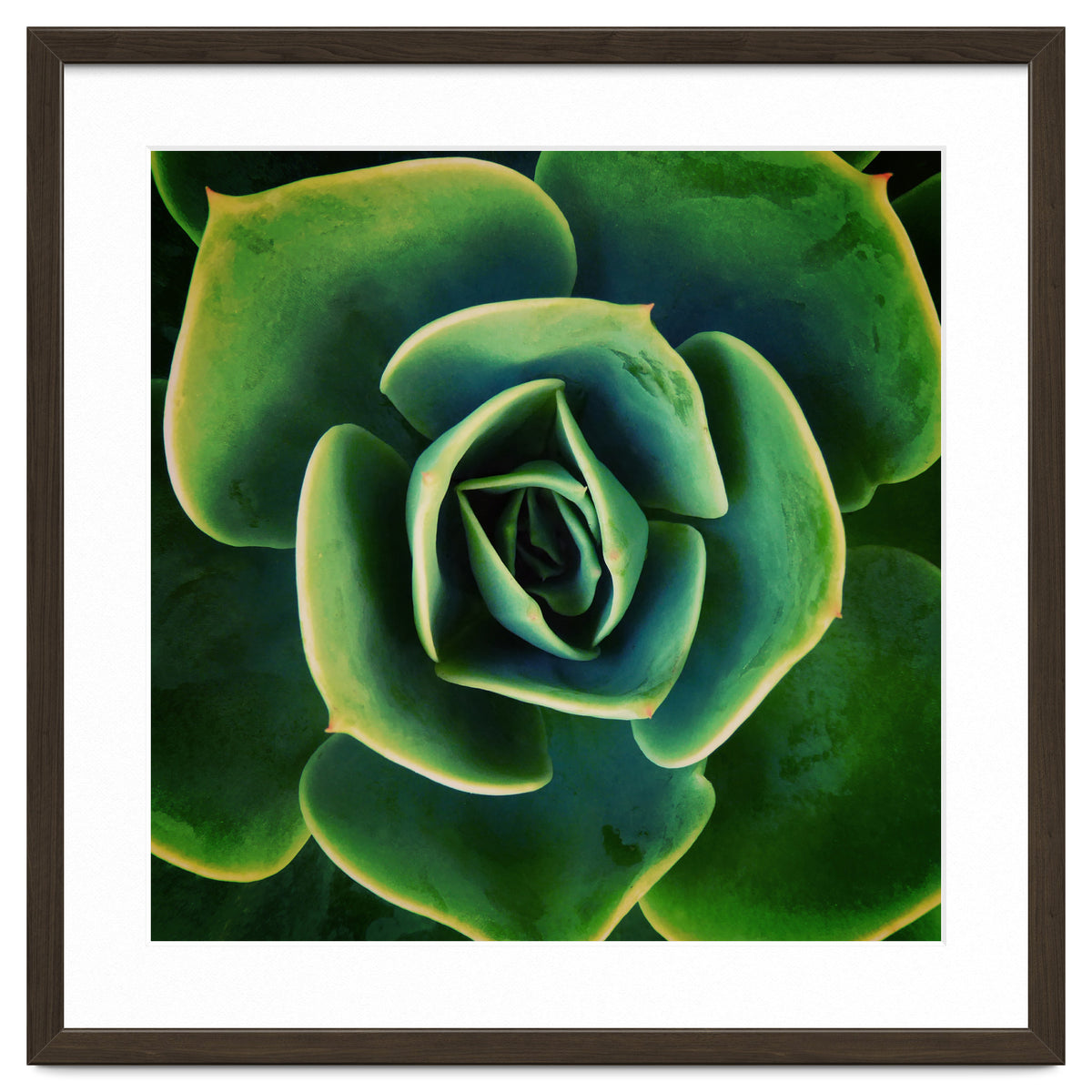 DARKSIDE OF SUCCULENTS XIII