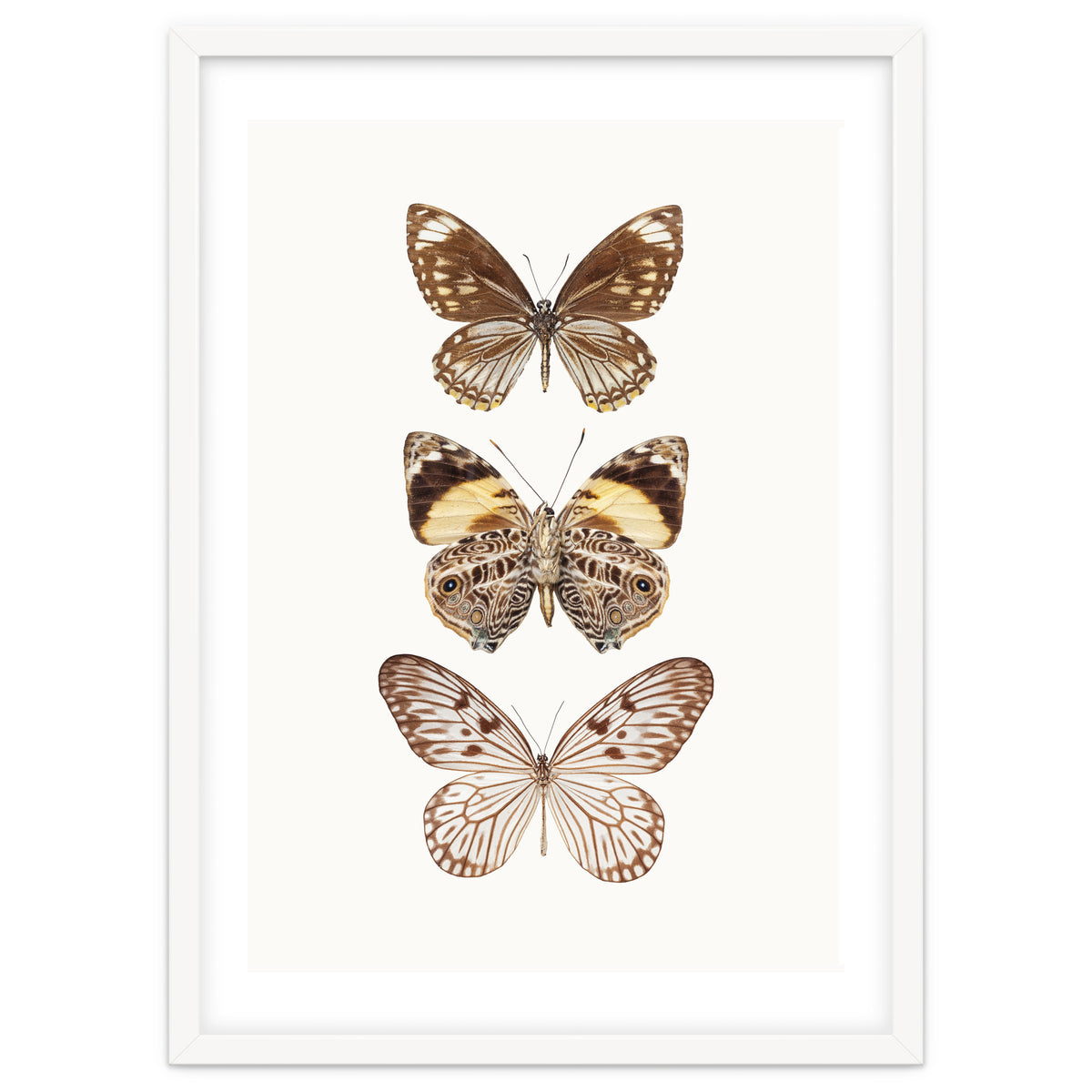 Cc Butterflies 06
