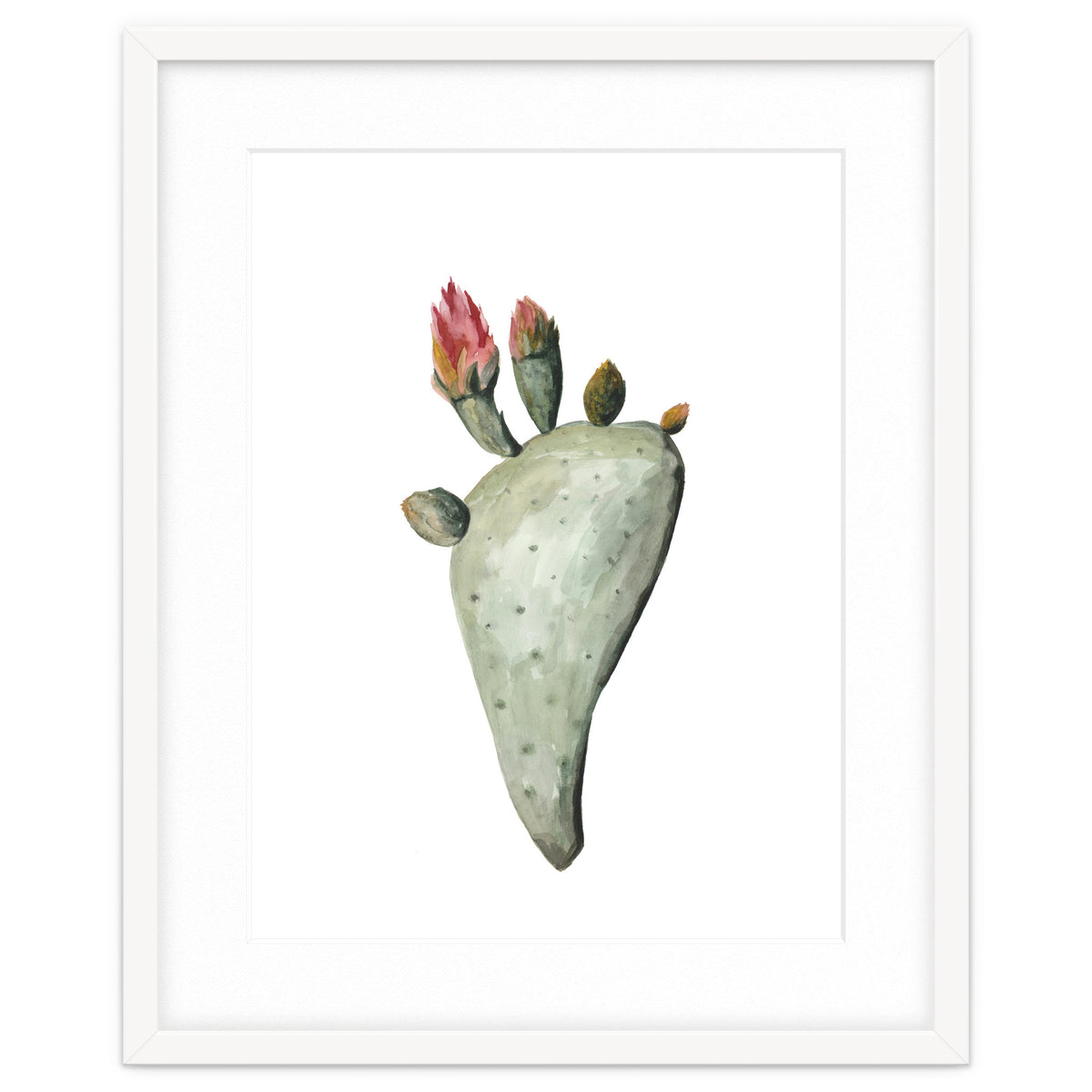 Botanical Illustration Cactus Flowers