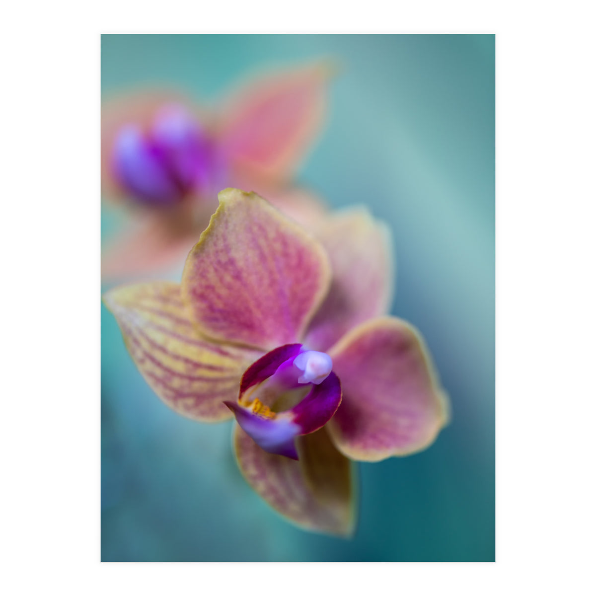 Orchidee (Print Only)