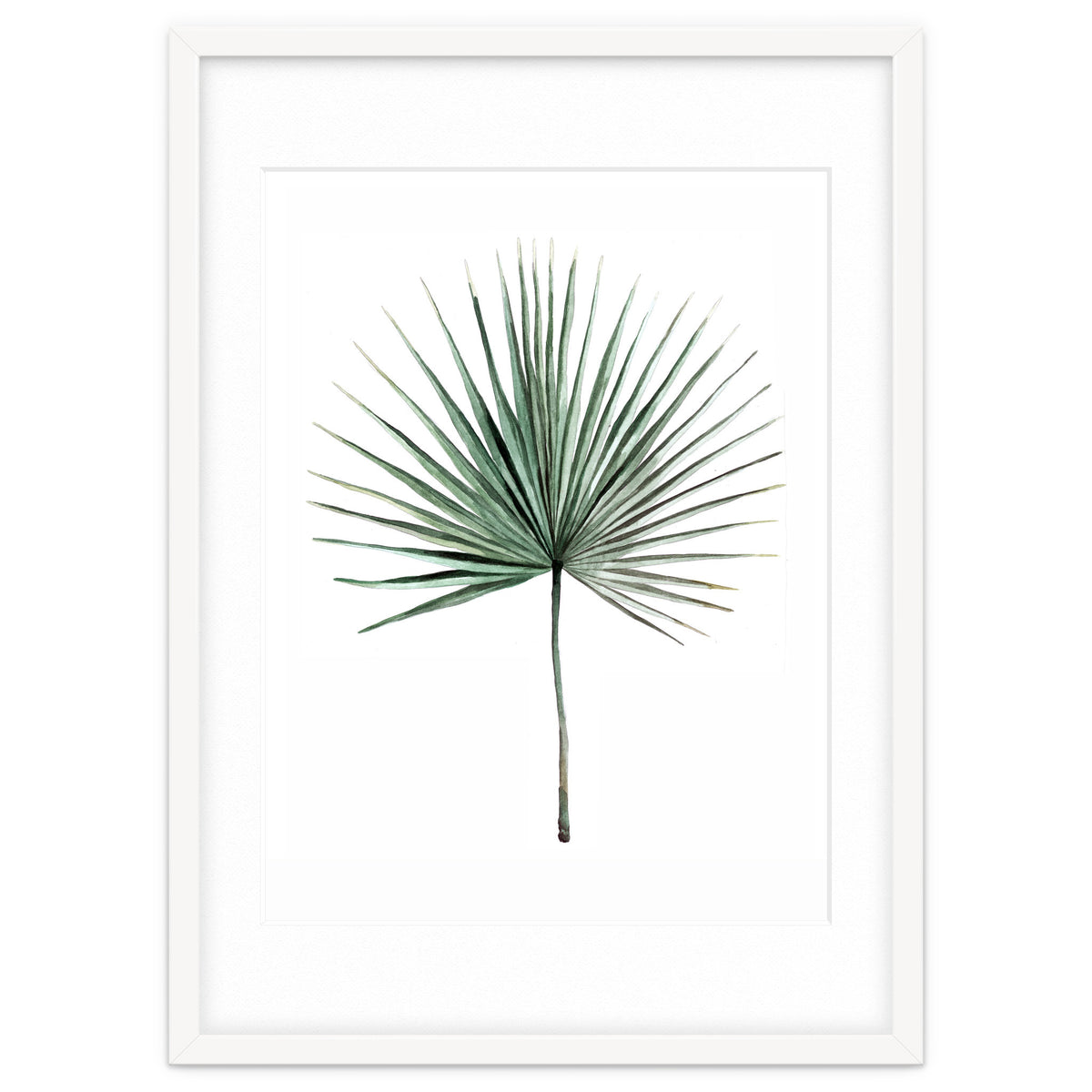 Botanical Illustration Fanpalm