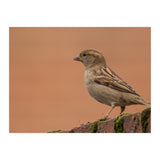 House Sparrow (Print Only) thumbnail