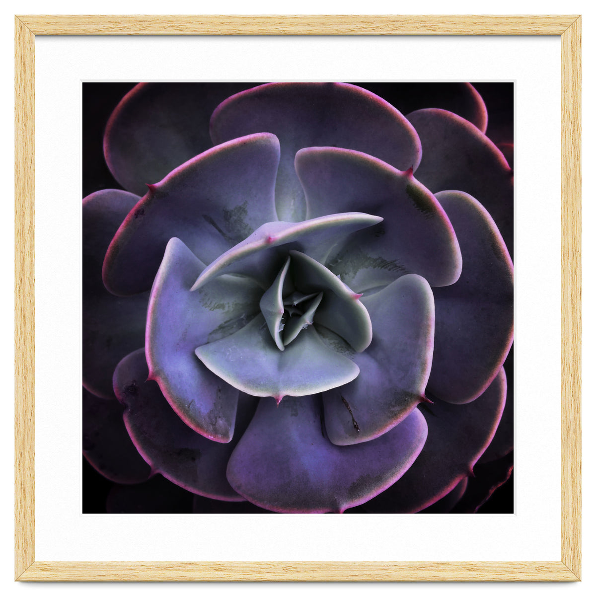 DARKSIDE OF SUCCULENTS VII