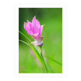 Nature 4000x6000 (12) (Print Only) thumbnail