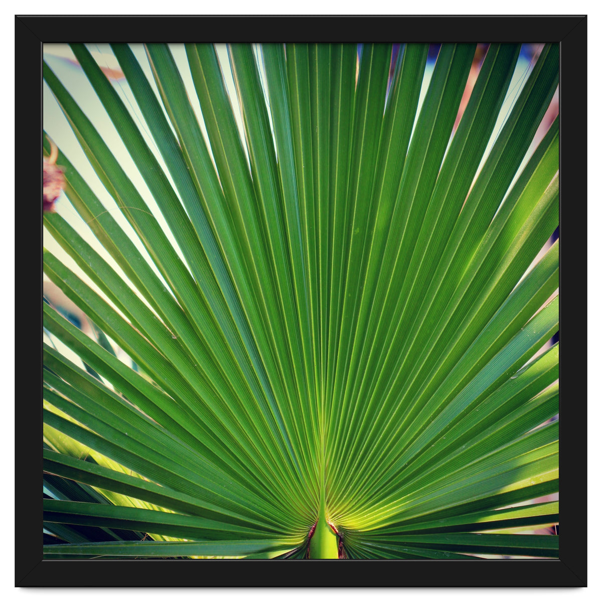 palm leaf