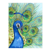 Peacock portrait (Print Only)
