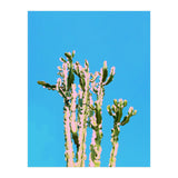 Cactus Beauty (Print Only) thumbnail