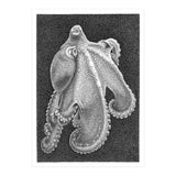 Octopus no. 2 (Print Only) thumbnail