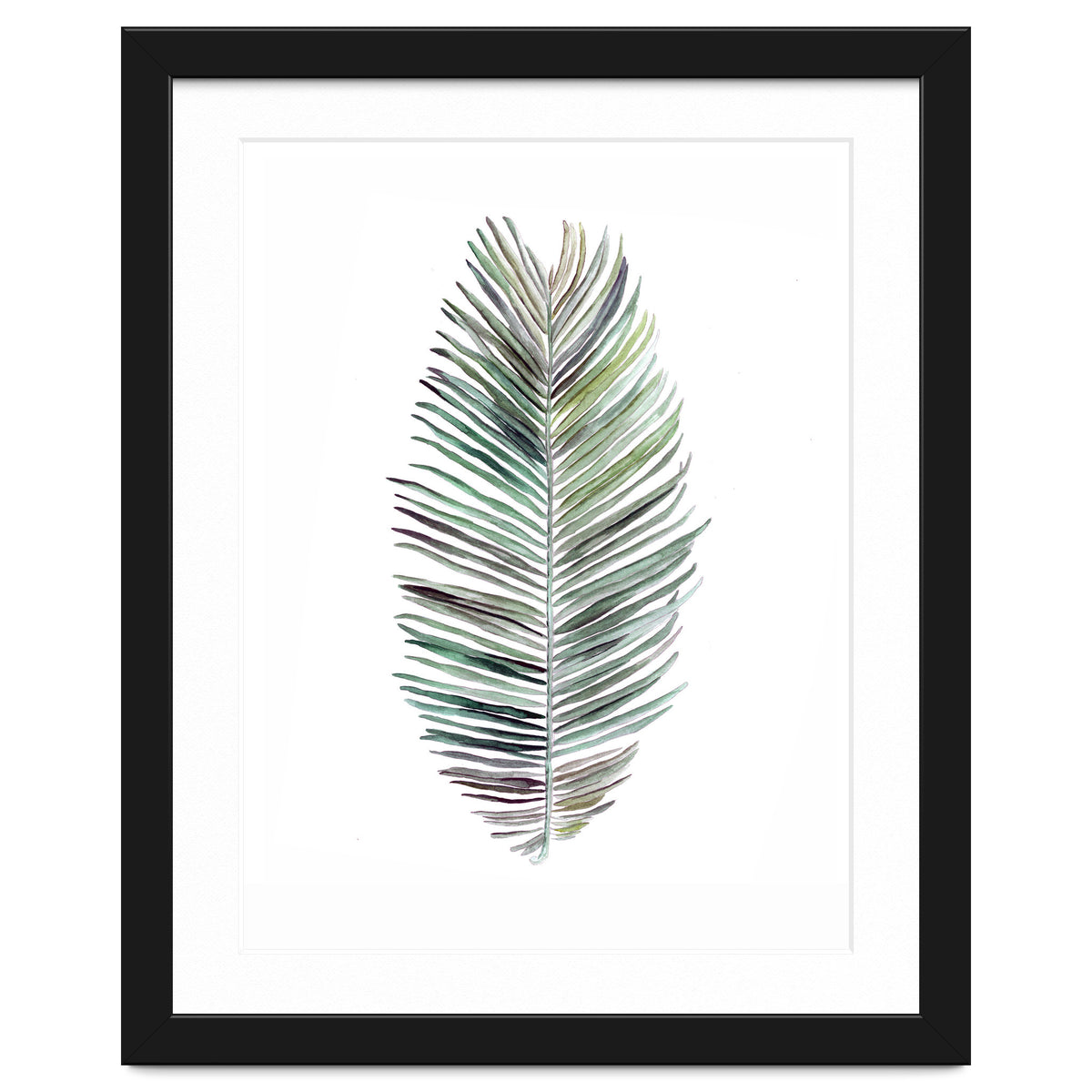 Botanical Illustration Cocos Palm