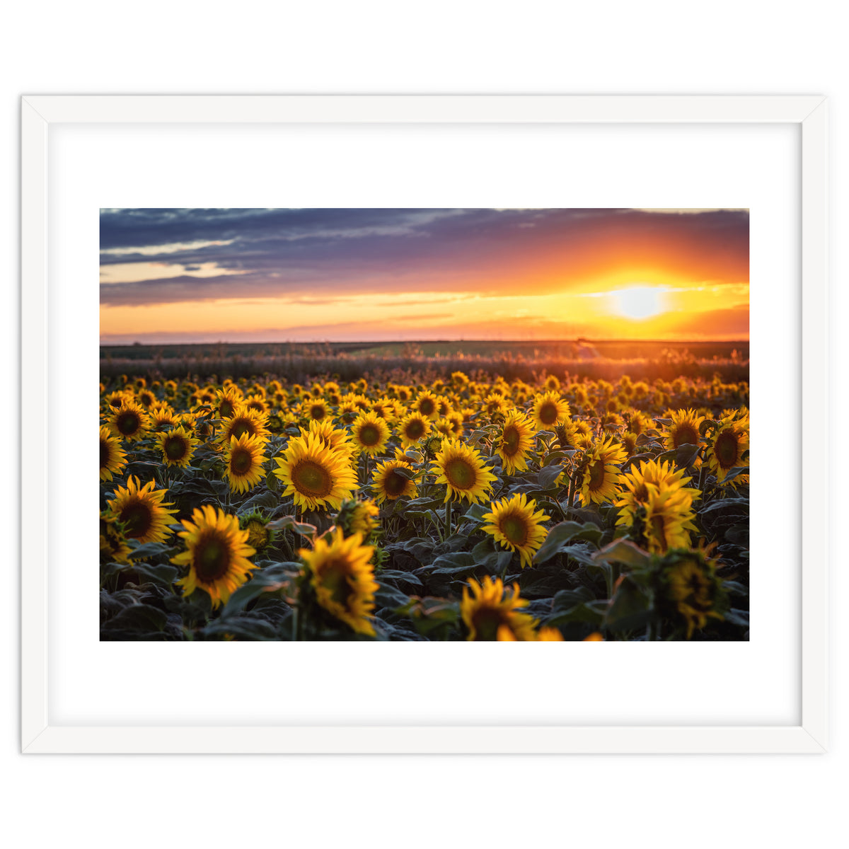 Sunflowers at Sunset