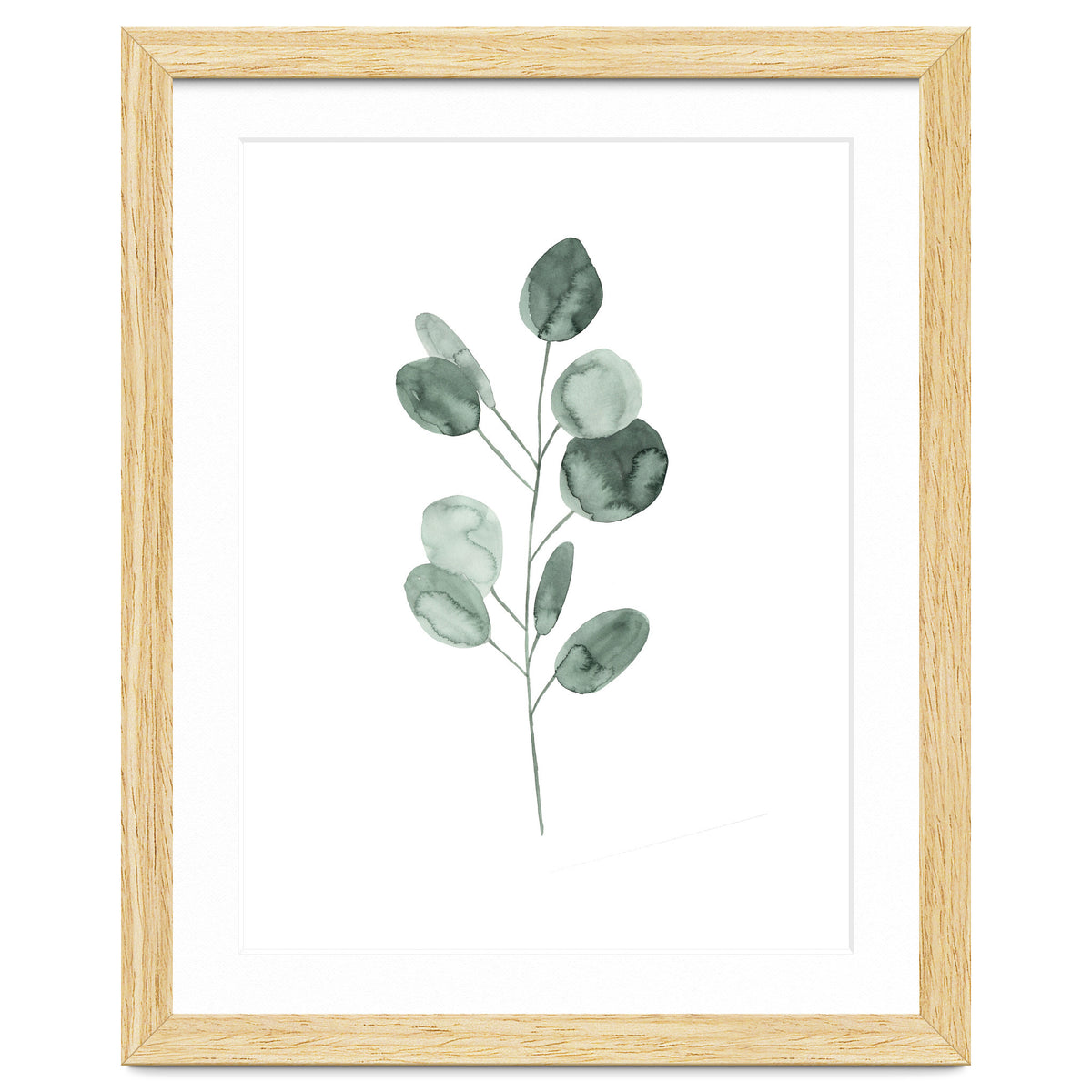 Botanical Illustration Eukalyptus2