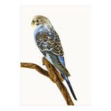 Cc Birds 04 (Print Only) thumbnail