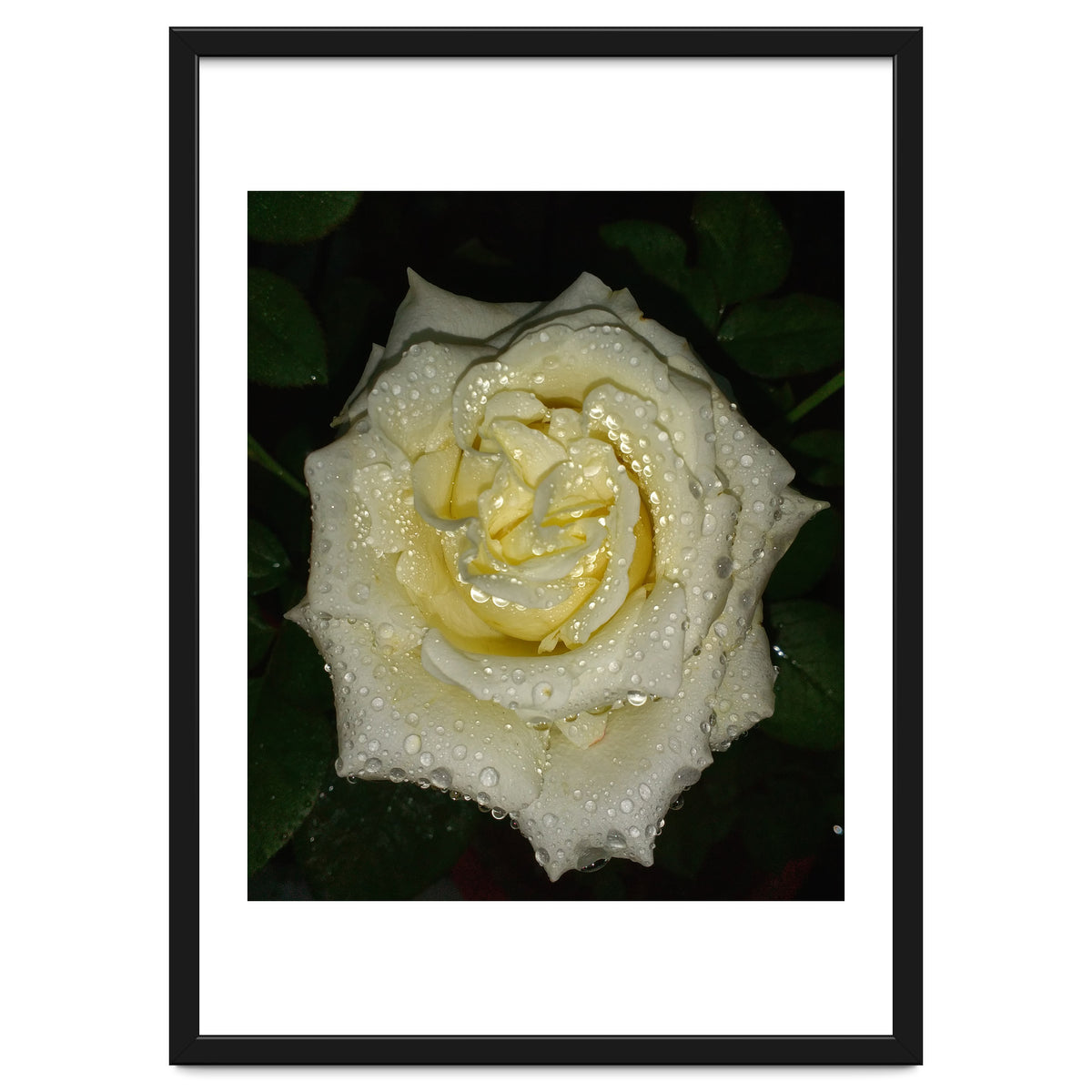 Floribunda Rose