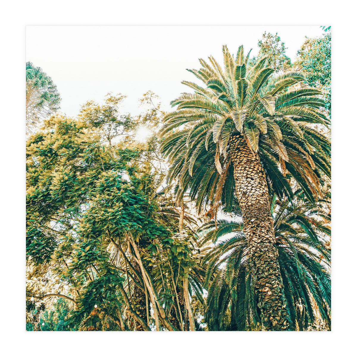 Newport (Print Only)