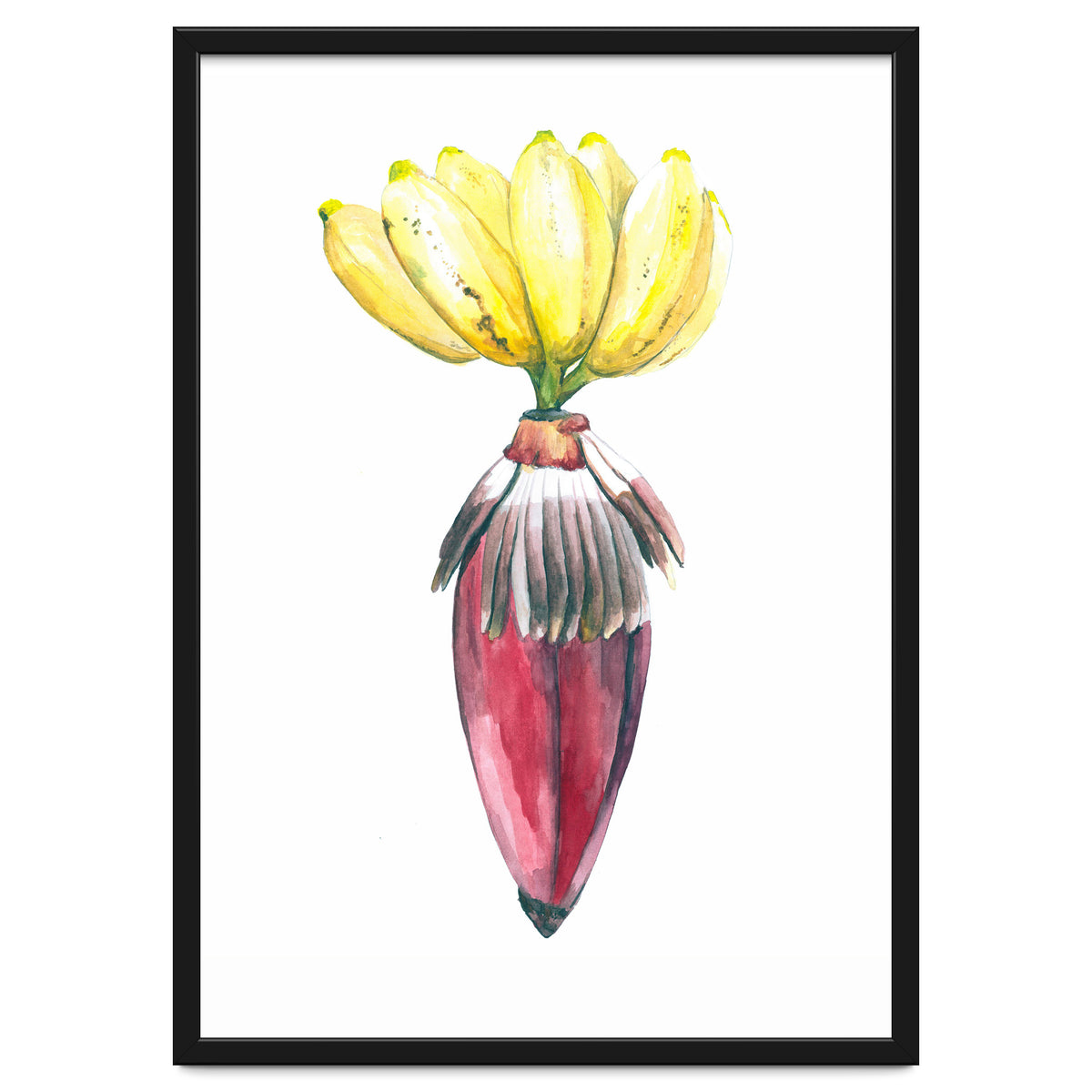 Botanical Illustration Banana