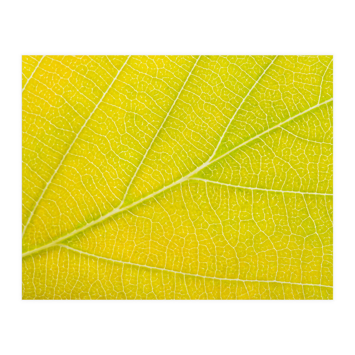 Autumn Leaf (Print Only)