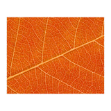 Autumn Leaf (Print Only) thumbnail