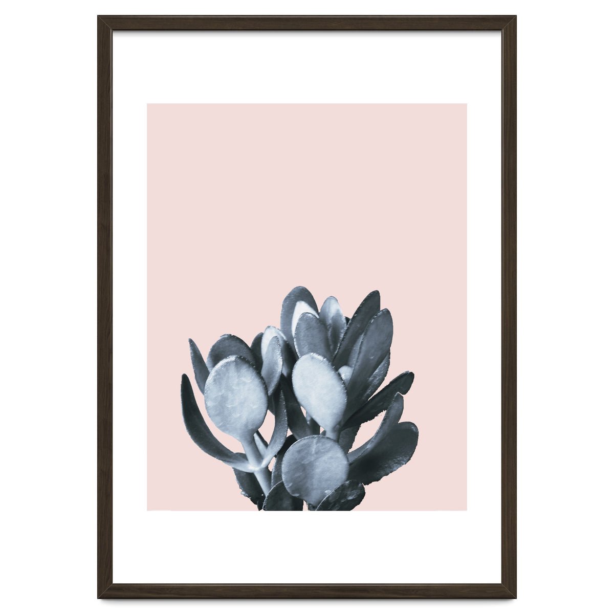 Cactus collection BL-II