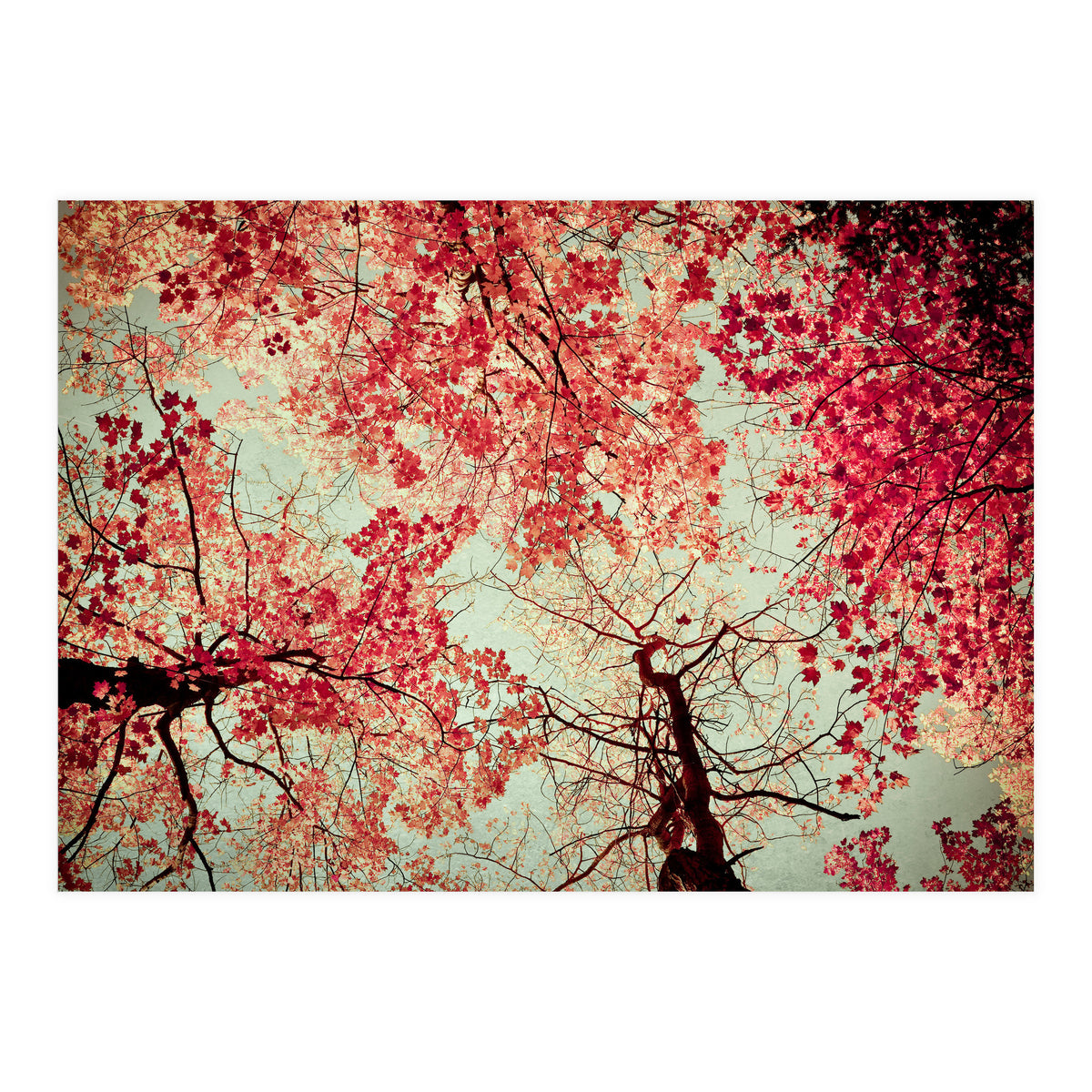 Scarlet (Print Only)