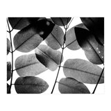 Experiments with Leaves II (Print Only) thumbnail