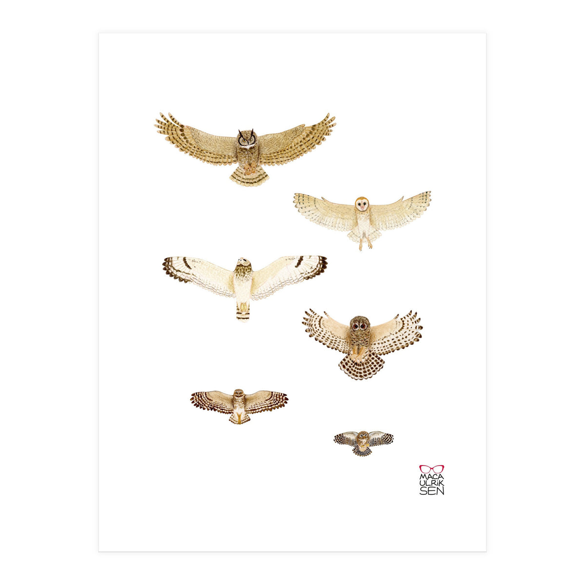 Typical owls & Barn owl (Print Only)