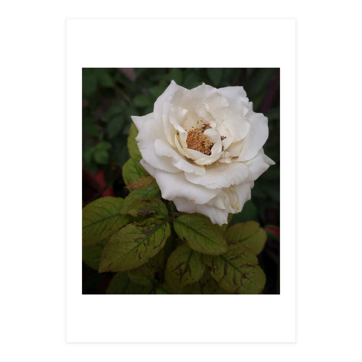 Fabulous White Rose Garden (Print Only)