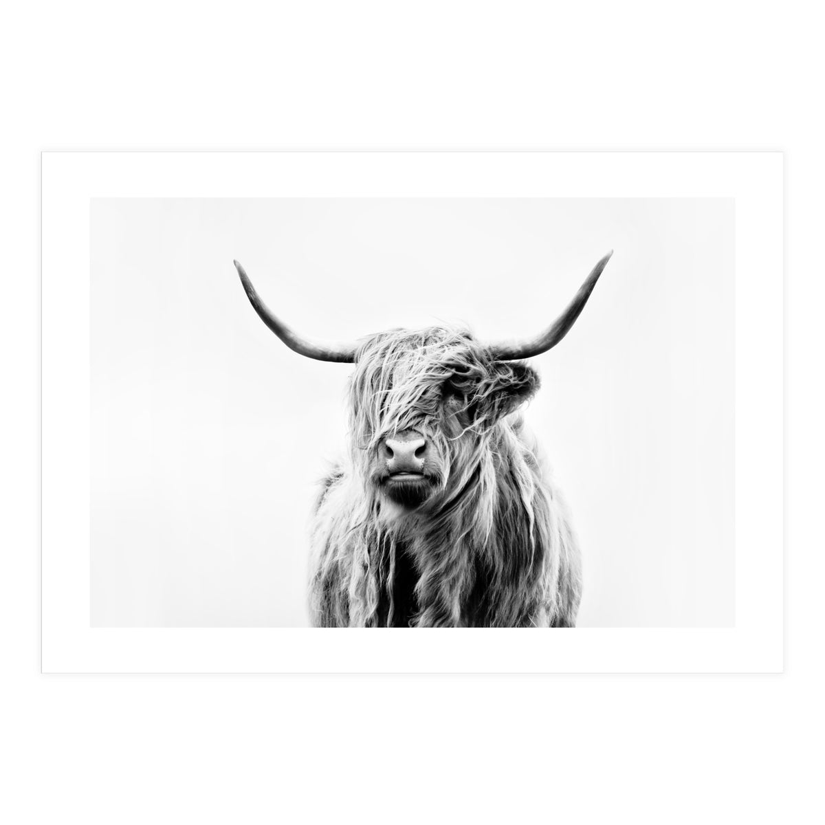 Portrait of a Highland Cow II (Print Only)