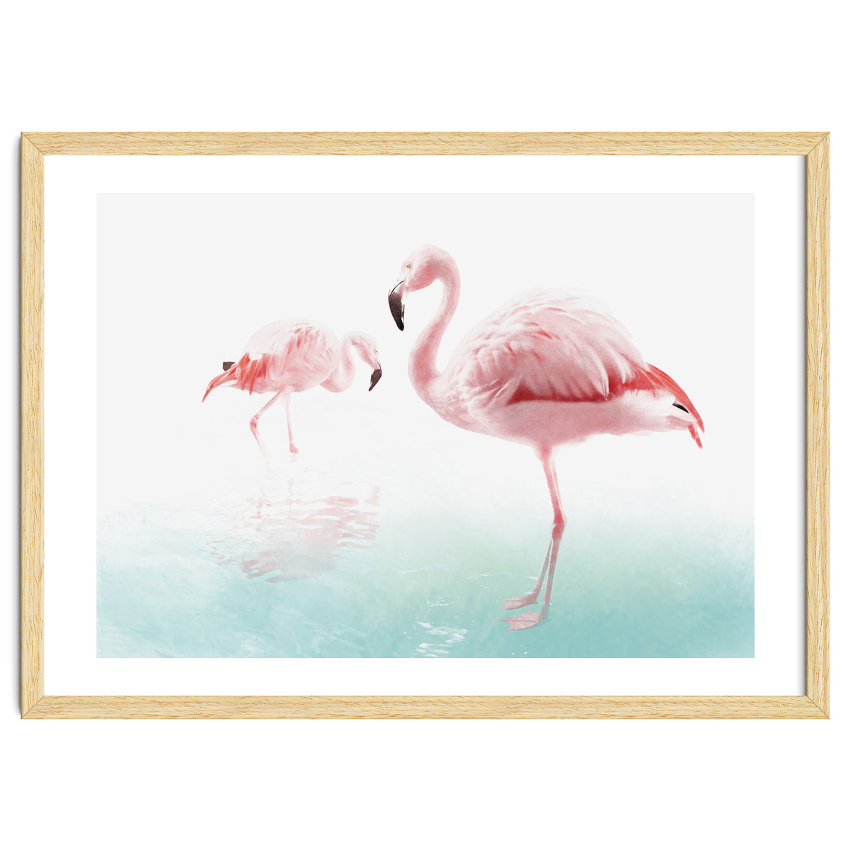 Flamingos