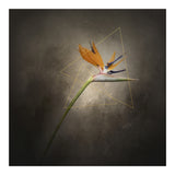 Graceful flower - Strelitzia | vintage style  (Print Only) thumbnail