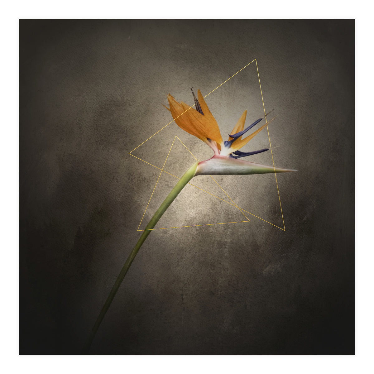 Graceful flower - Strelitzia | vintage style  (Print Only)