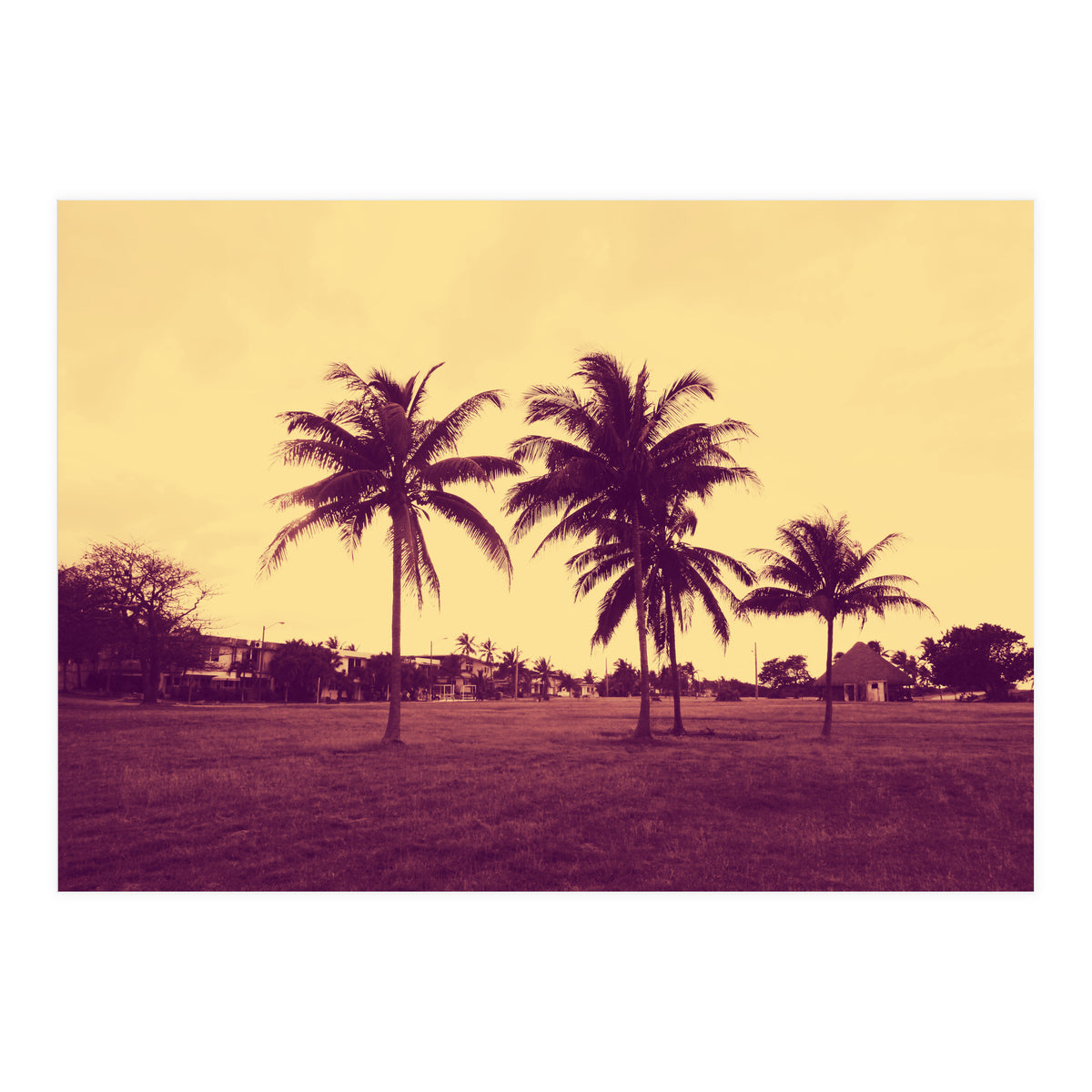 Palm Trees (Print Only)