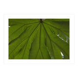 Hothouse (Print Only) thumbnail