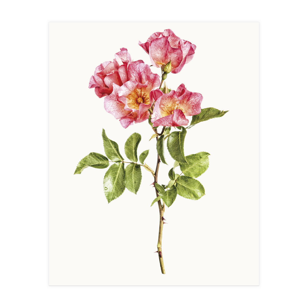 Cc Roses 02 (Print Only)