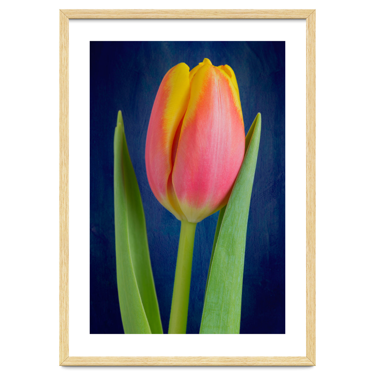 Tulip
