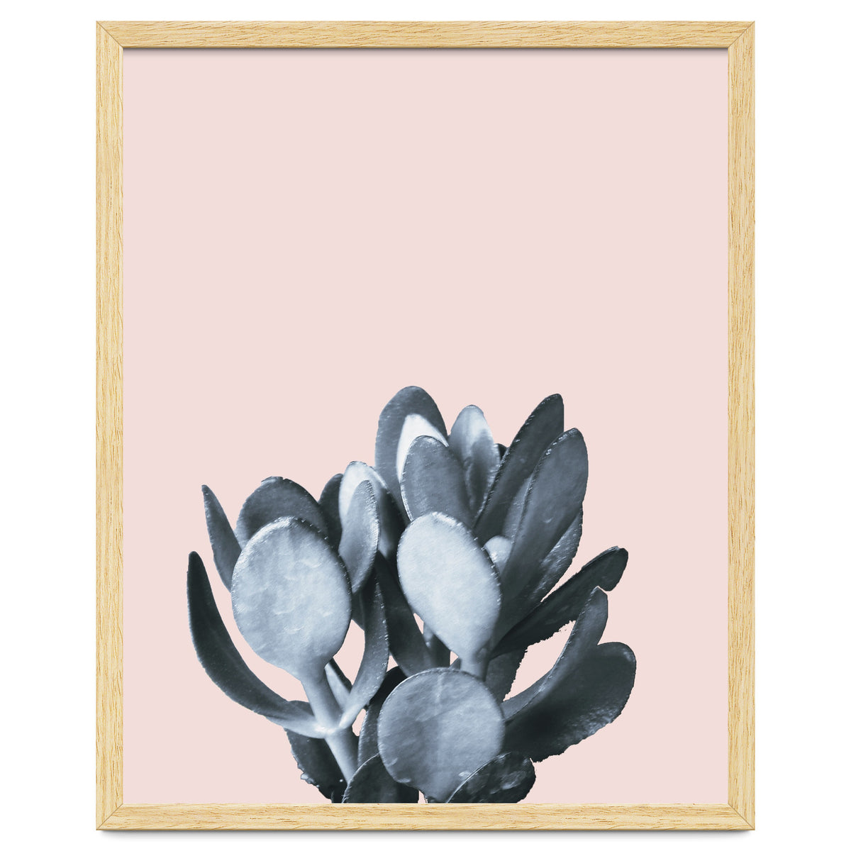 Cactus collection BL-II