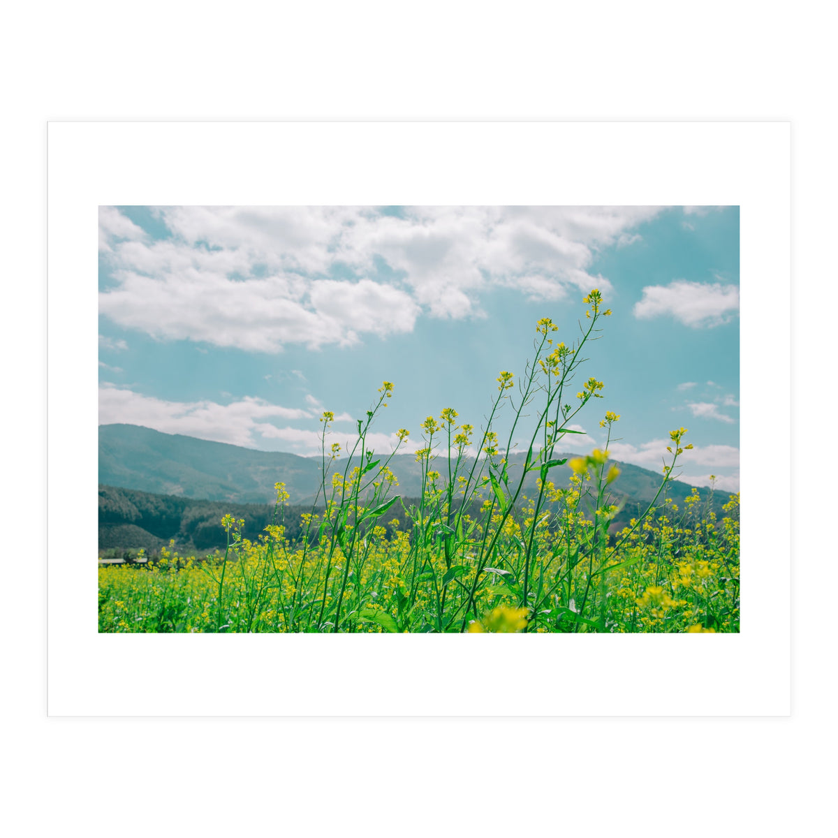 Flowers (Print Only)