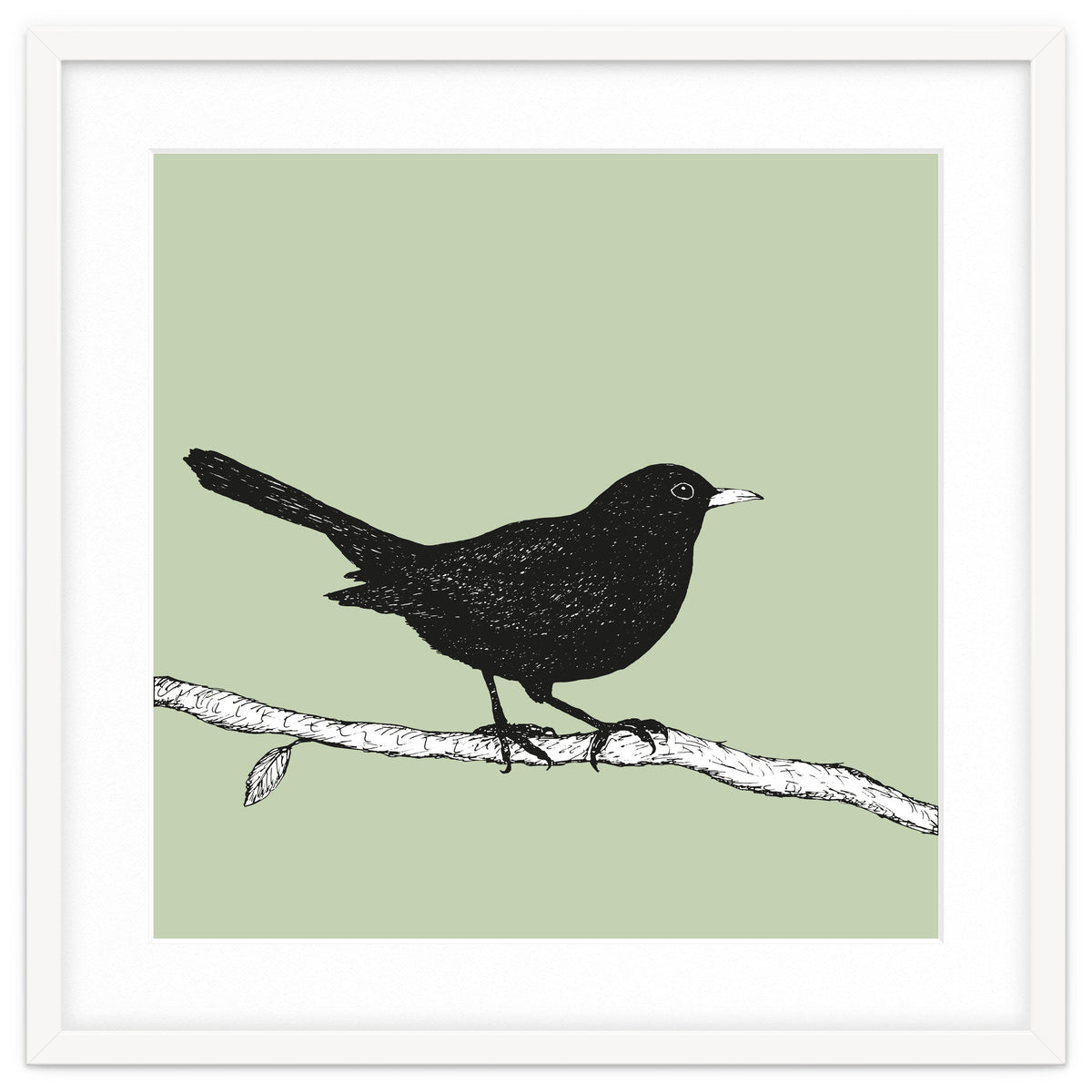 Blackbird pen drawing