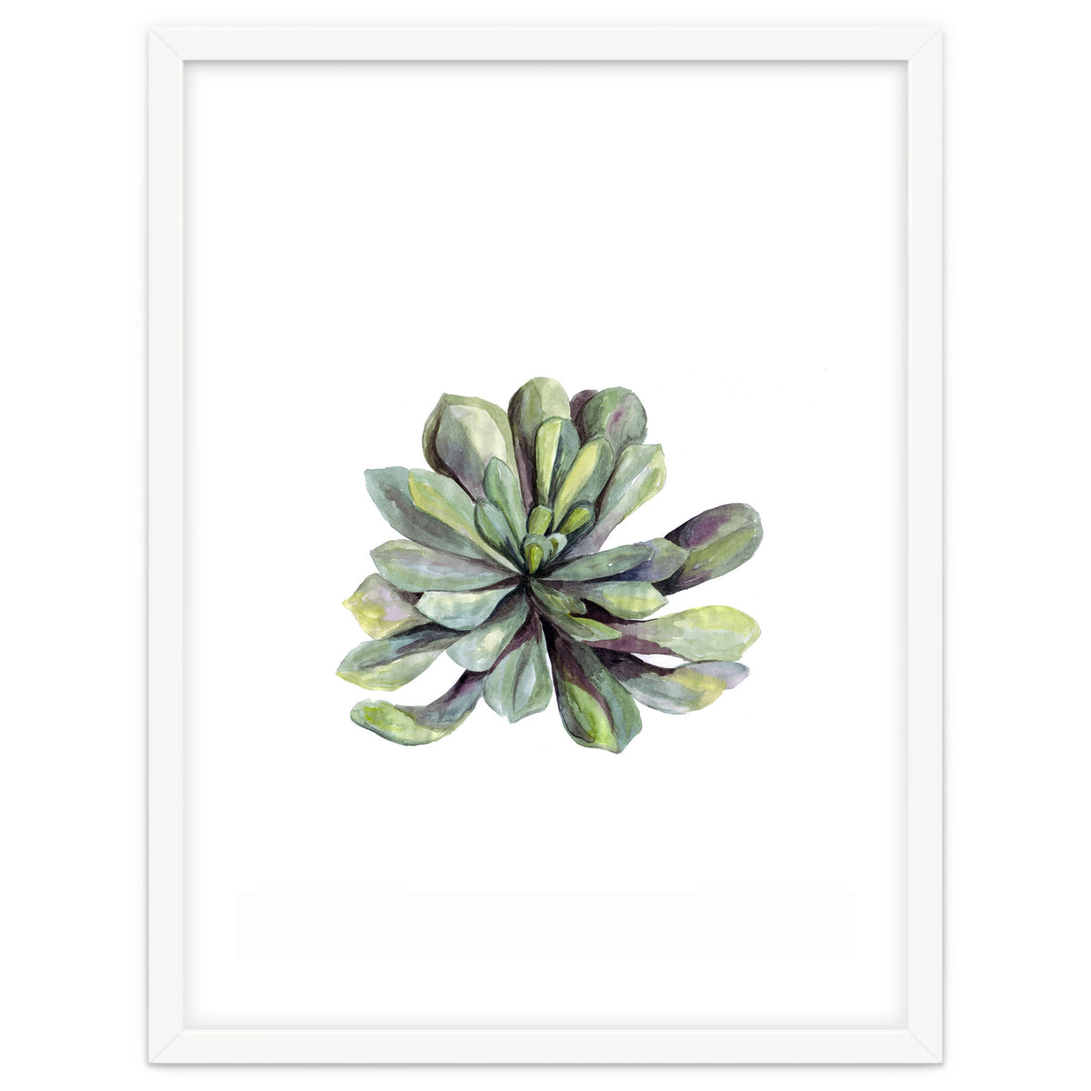 Botanical Illustration Succulent