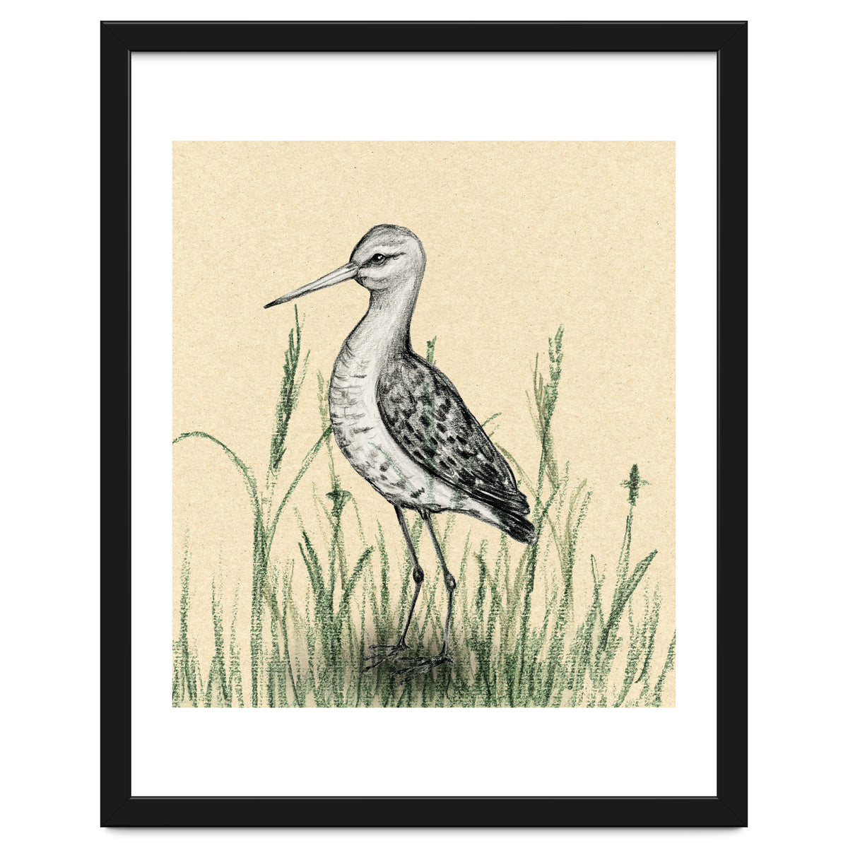 Black-tailed godwit in the grass