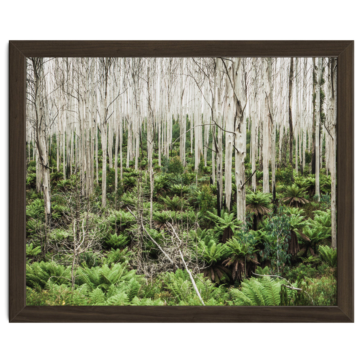 Forest After The Fire